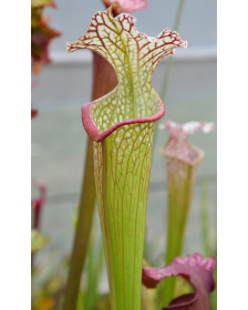 Sarracenia leucophylla --...