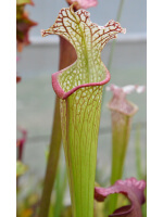 Sarracenia leucophylla -- large pink lipped,Apalachicola x SX102 S.x areolata giant﻿ CLB - 2391