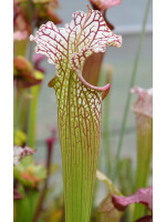 Sarracenia leucophylla -- large pink lipped,Apalachicola x SX102 S.x areolata giant﻿ CLB - 2392