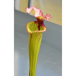 (Rudolf 2 x leucophylla Milton) x Inspiration - sx44y-Hybrides Cédric Carnivore's