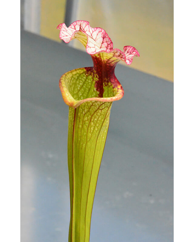 SXM03 S.x Moorei -- `Marston Select` x  SXM01 S.x Moorei -- `Leah Wilkerson’-Hybrides Cédric Carnivore's