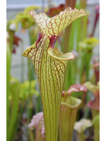 SL41 S. leucophylla -- slacks clone sobust pitchers  x SFR02 S. flava var. rugelii -- giant robust clone,(PM)( F18-MK) - 2402