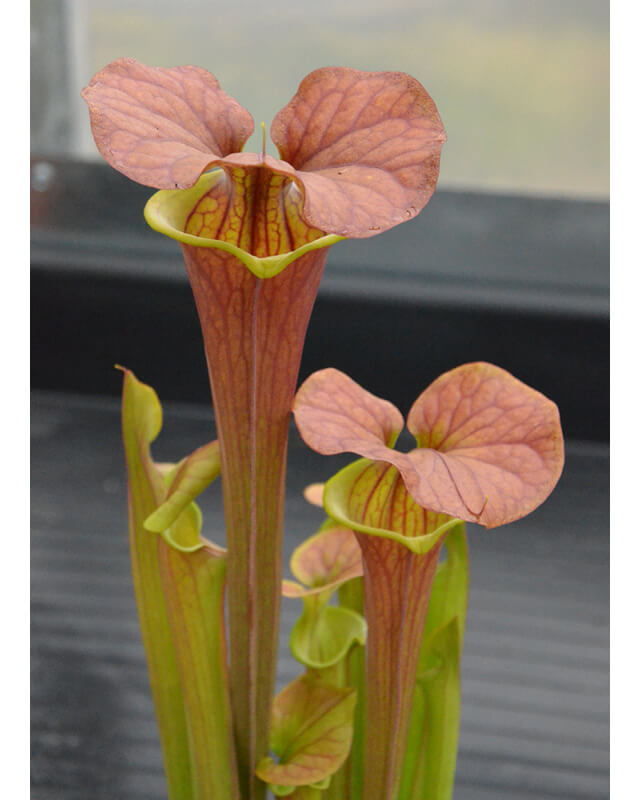Sarracenia flava var. cuprea-var. cuprea