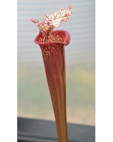 SXM01 S.x Moorei -- `Leah Wilkerson’ x SFA03 S. flava var. atropurpurea