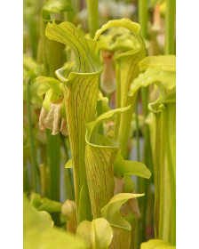 Sarracenia alata -- green...