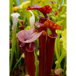 Sarracenia flava "maxima" Adrian slack clone-Miscellaneous