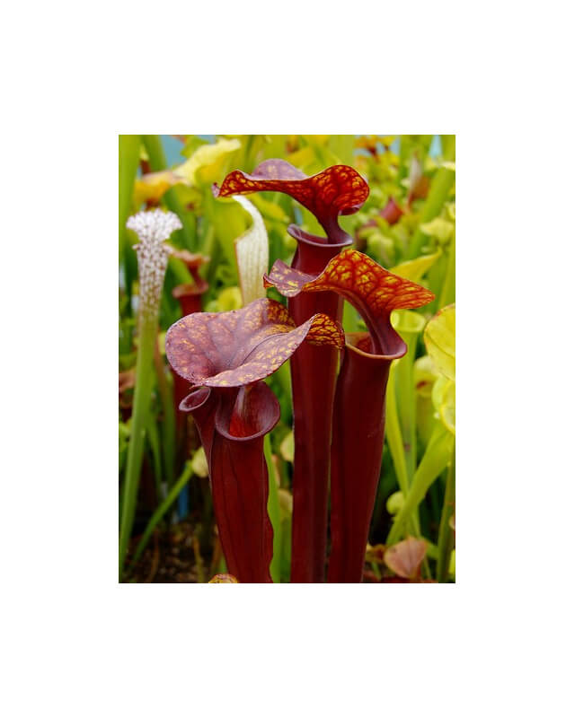 S. flava -- all red-Miscellaneous