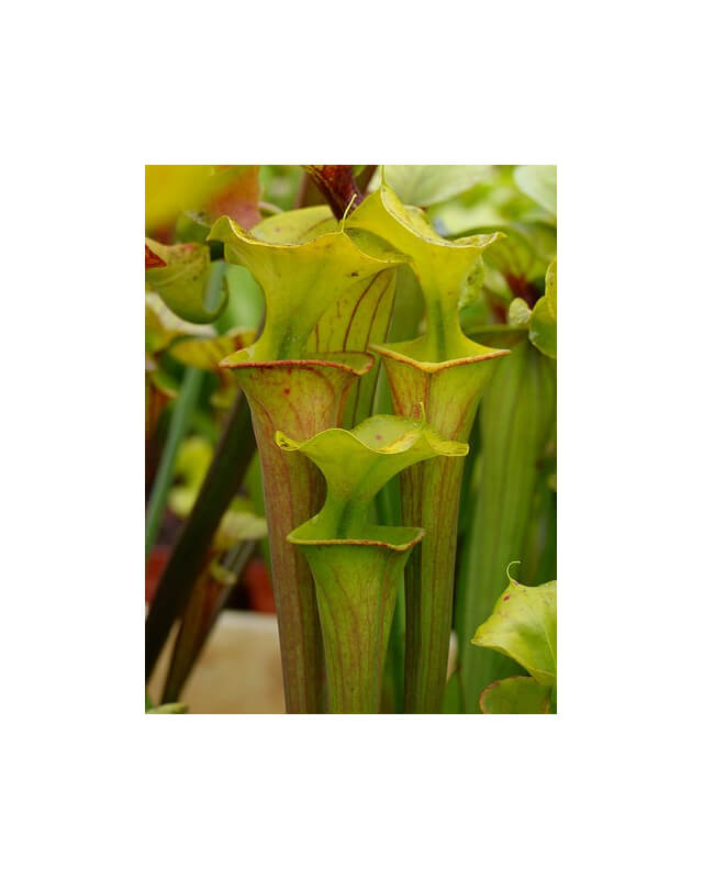 S. flava -- Red tube,pure green lid,Seedling from Marston Exotics,1996(F70,MK)