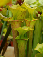 S. flava -- Red tube,pure green lid,Seedling from Marston Exotics,1996(F70,MK)