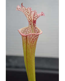 SL97 (S. leucophylla --...