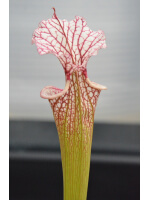 SL97 (S. leucophylla -- Franklin County A X B) x SXM31 S.x Moorei -- `Adrian Slack’ clb - 2462