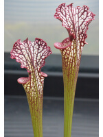 Sarracenia x Moorei -- 'Helen Mary' x SL26 S. leucophylla -- red Tube,Perdido, AL - 2486