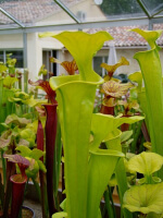 S. flava -- Yellow tube