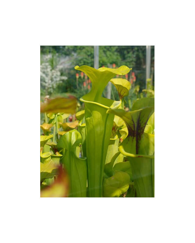 S. flava -- Yellow tube