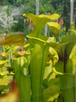 S. flava -- Yellow tube