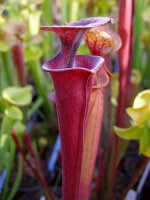 S.flava var.rubricorpora. x atropurp. small lid, Jan Visee F28 (Pwilson)