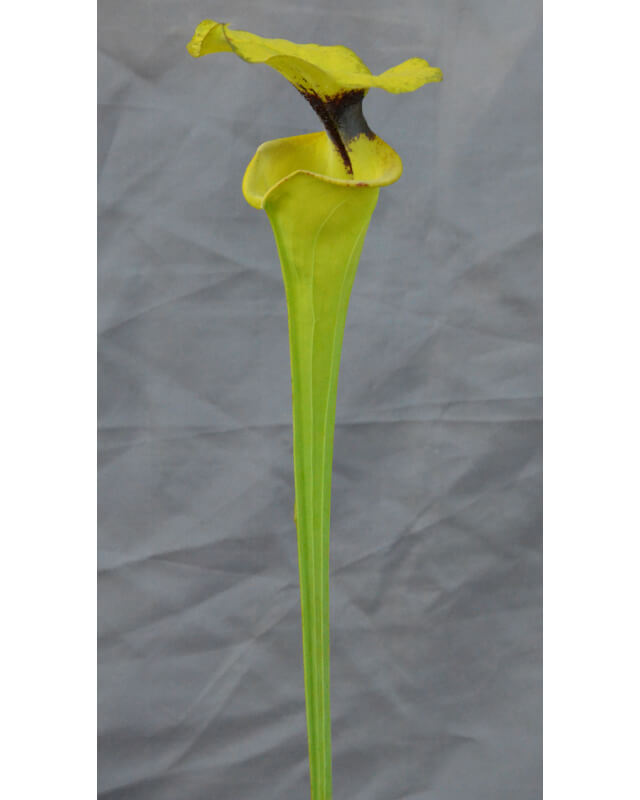 Sarracenia flava var. rugelii -- Milton,FL, Pat Barnes ,W,(F36,MS) (F59 MK)-var. rugelii