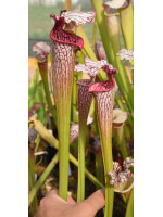 Sarracenia leucophylla -- large pink lipped,Apalachicola x SX102 S.x areolata giant﻿ CL3 - 2537