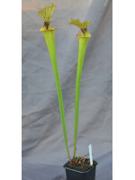 SL41 S. leucophylla -- slacks clone sobust pitchers  x SFR02 S. flava var. rugelii -- giant robust clone,(PM)( F18-MK) - 2540