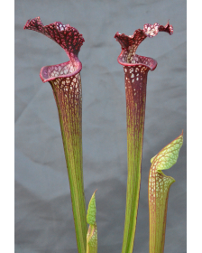 Sarracenia x Moorei --...