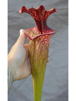 Sarracenia x Moorei -- ‘’Elizabeth Aydon’’, (H193,MK) - 2560