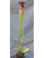 Sarracenia x Moorei -- ‘’Elizabeth Aydon’’, (H193,MK) - 2561