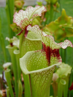 S.x Moorei -- `Leah Wilkerson’ Walton Co, FL.,W, (Brooks Garcia)