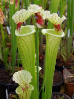 S.x Moorei -- W FL, S. flava var. rugelii x leucophylla (H31,Mike king)