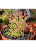 Drosera scorpioides,albany - 2594