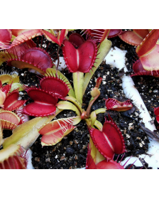 Dionaea muscipula 'fondue'