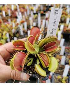 D. muscipula 'tc03 long traps'