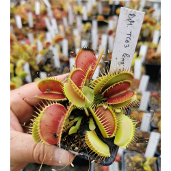 Dionaea 'patch'-Dionaea
