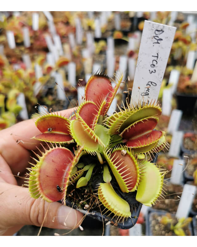 Dionaea 'tc03 long traps'-Dionaea