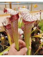 S.x areolata giant - 2645