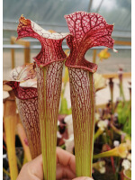 S.x areolata giant - 2646