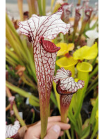 Sarracenia leucophylla -- large pink lipped,Apalachicola x SX102 S.x areolata giant﻿ CL3 - 2649