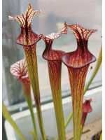 S. 'Trésor sister', cross 'Inspiration' x S.x Moorei -- `Adrian Slack’ sx47b - 2656