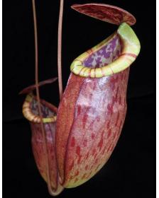 Nepenthes eustachya x tenuis BE-3971