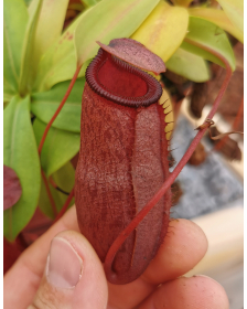 Nepenthes (ventricosa x...