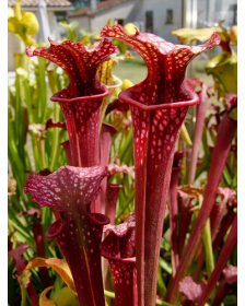S.x Moorei -- Giant red form