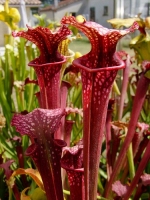 S.x Moorei -- Giant red form