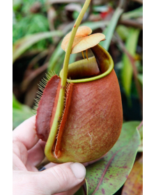 Nepenthes bicalcarata