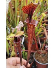 SFO14 Sarracenia flava var....