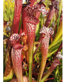 Sarracenia Wilkerson's Red...