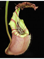 Nepenthes burbidgeae x veitchii: BE-3723 - 2716