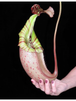 Nepenthes burbidgeae x veitchii: BE-3723 - 2717