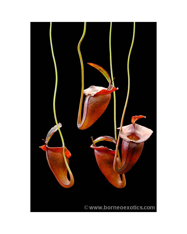 Nepenthes jacquelinae Nepenthes jacquelinae