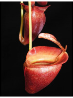 Nepenthes jacquelineae clone sélectionné BE-3874 - 2728