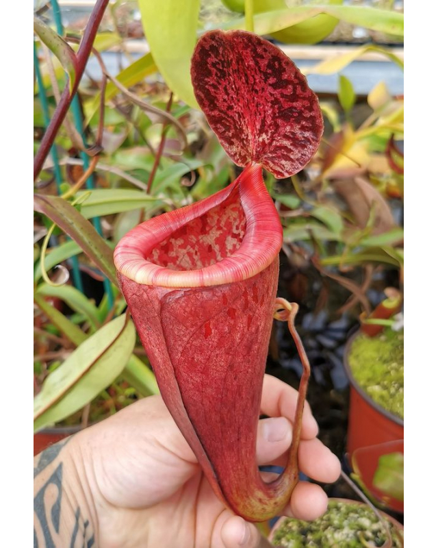 Nepenthes glandulifera x tenuis