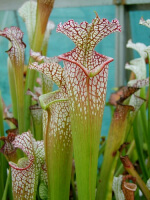 S.x Moorei -- Leah’s Child